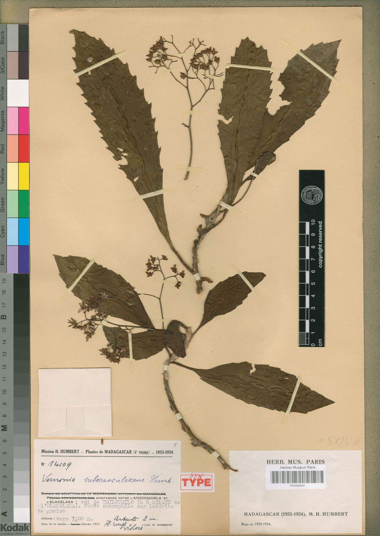Gymnanthemum subcrassulescens — houseplant care guide