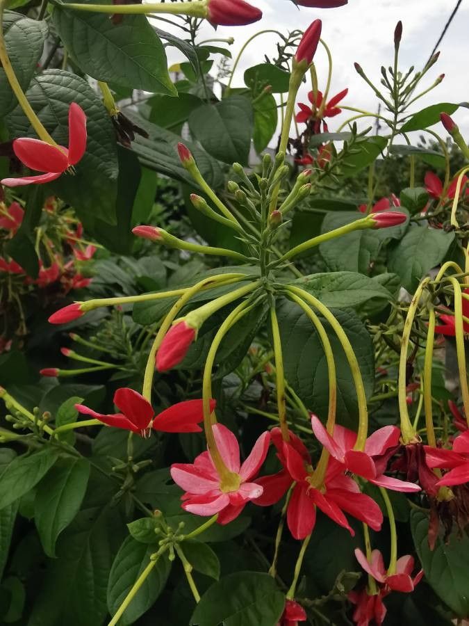 Combretum indicum flower