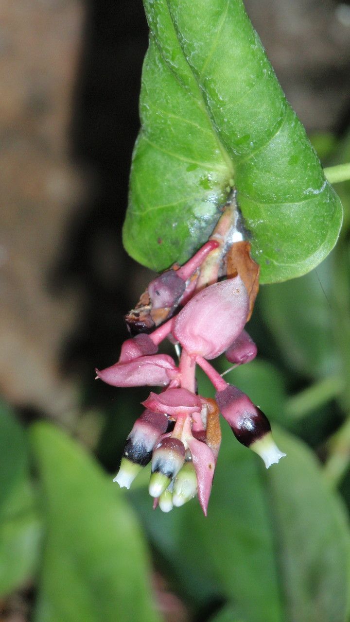 Cavendishia complectens flower