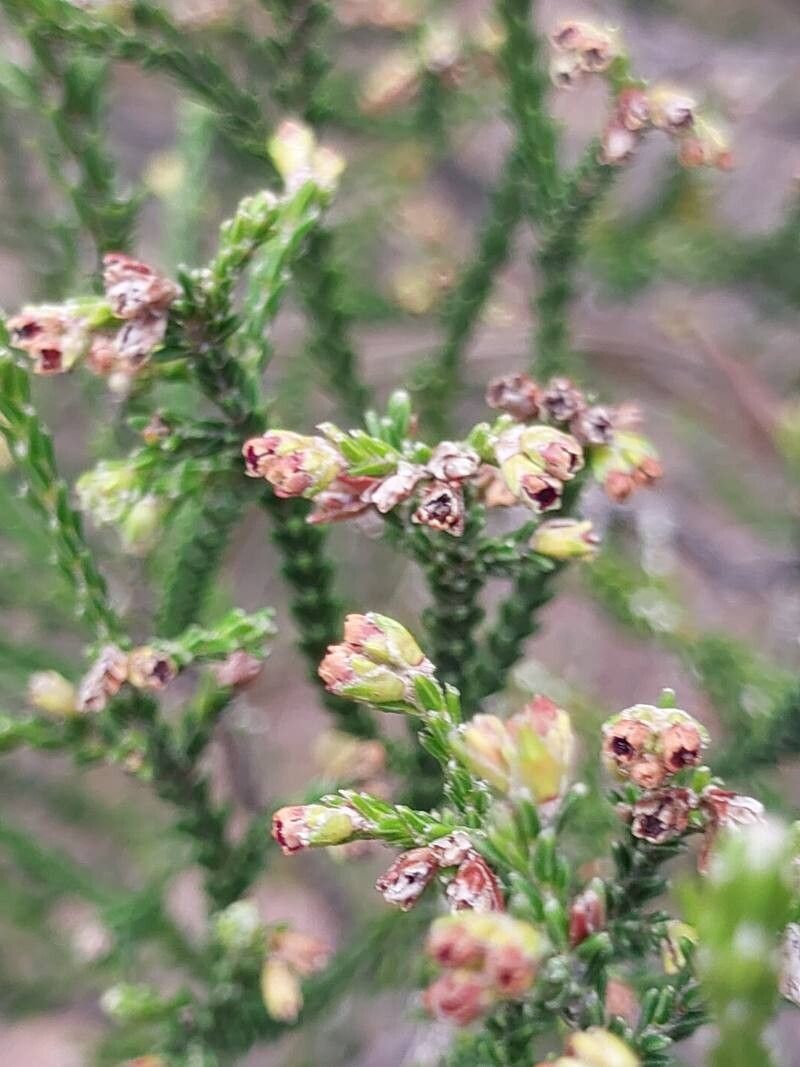 Erica madagascariensis flower
