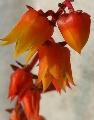 Echeveria compressicaulis flower