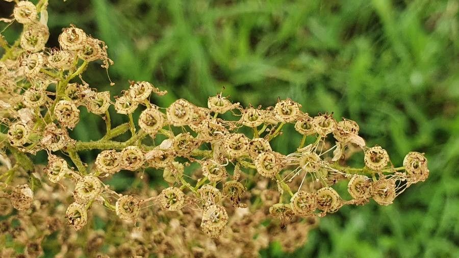 Sorbaria kirilowii fruit