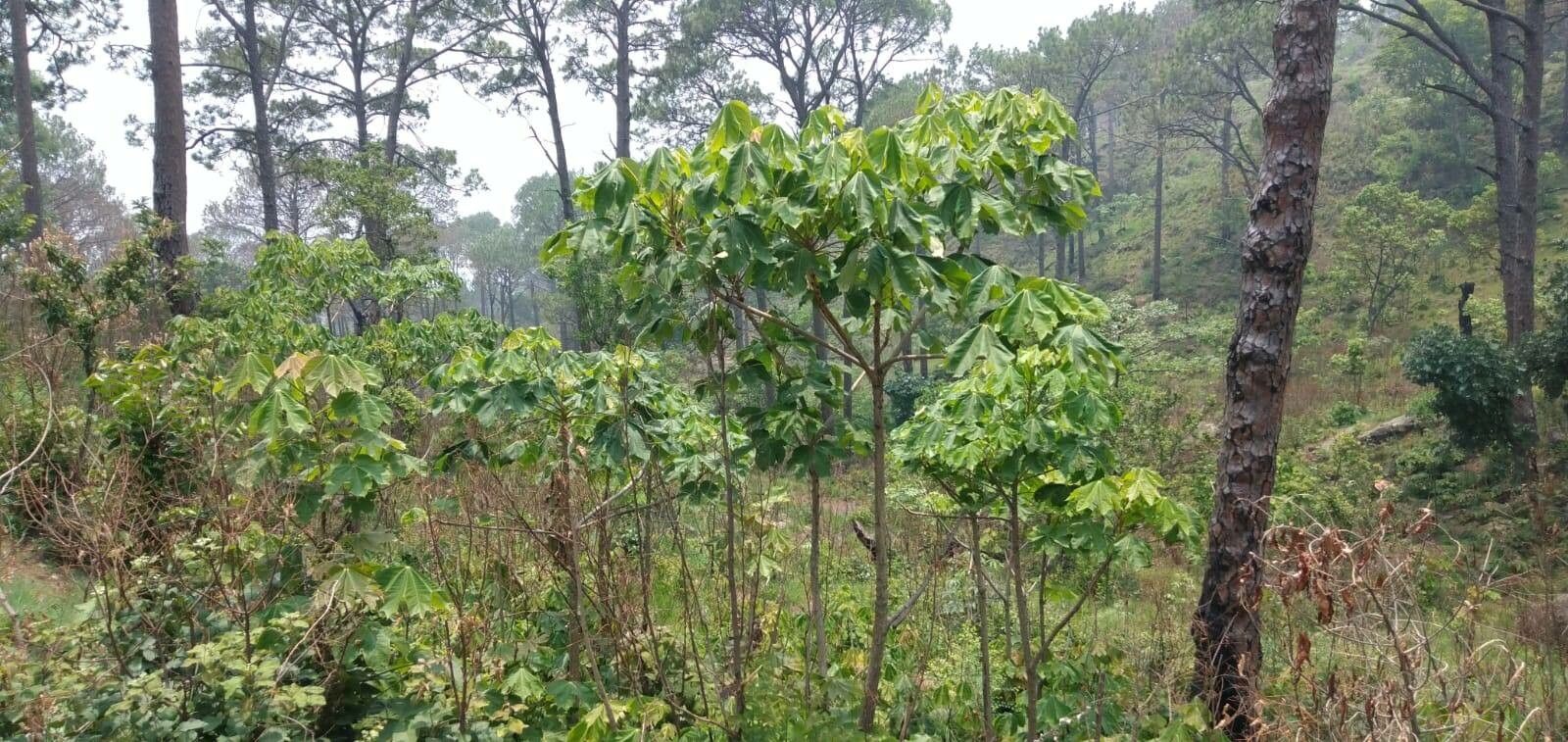 Sterculia foetida — unique fruits houseplant