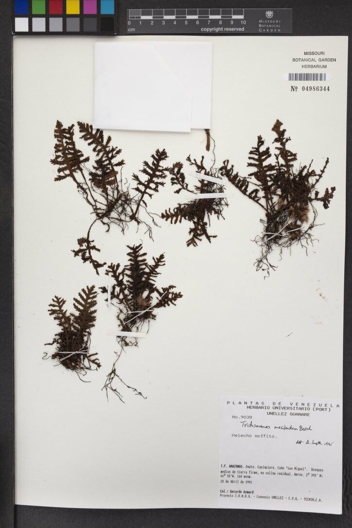 Trichomanes macilentum — houseplant care guide