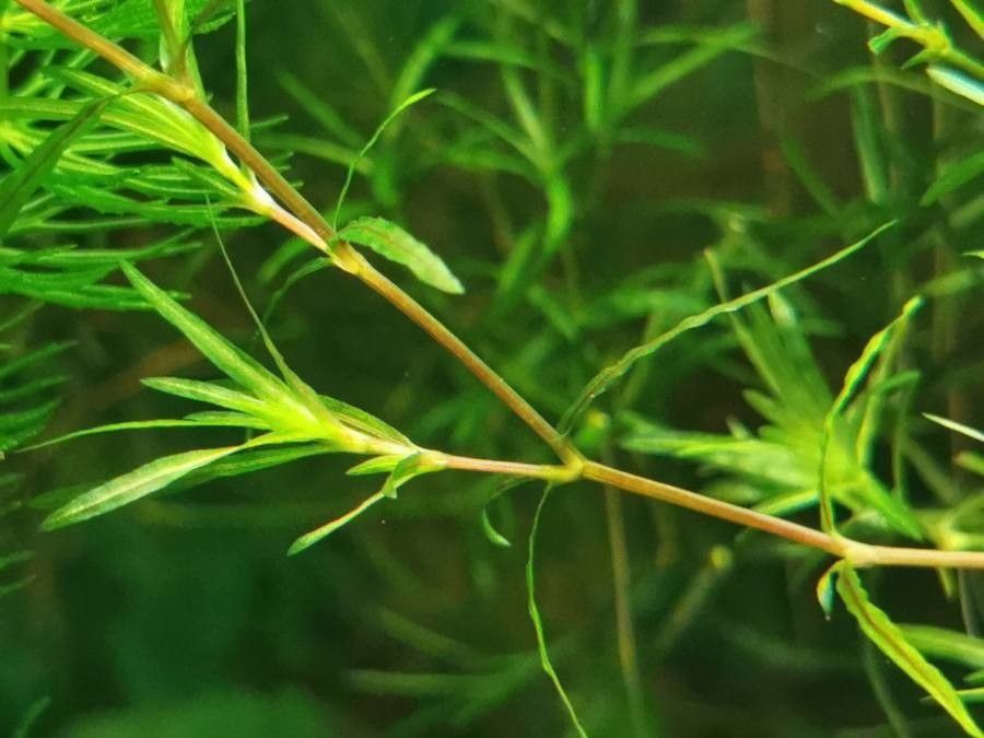 Najas guadalupensis bark