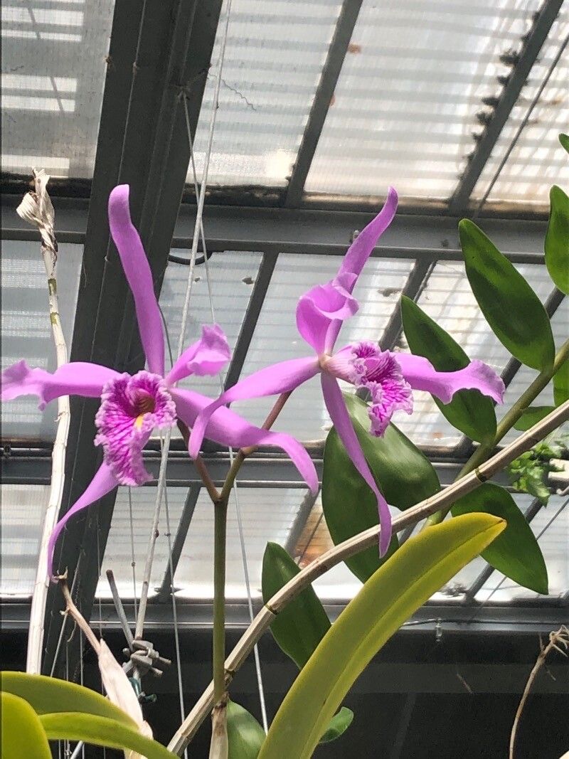 Cattleya maxima — search result for 'Cattleya'