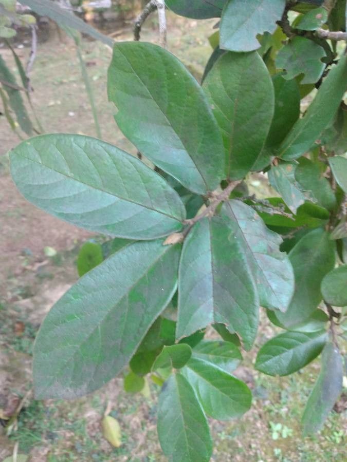 Antidesma bunius leaf