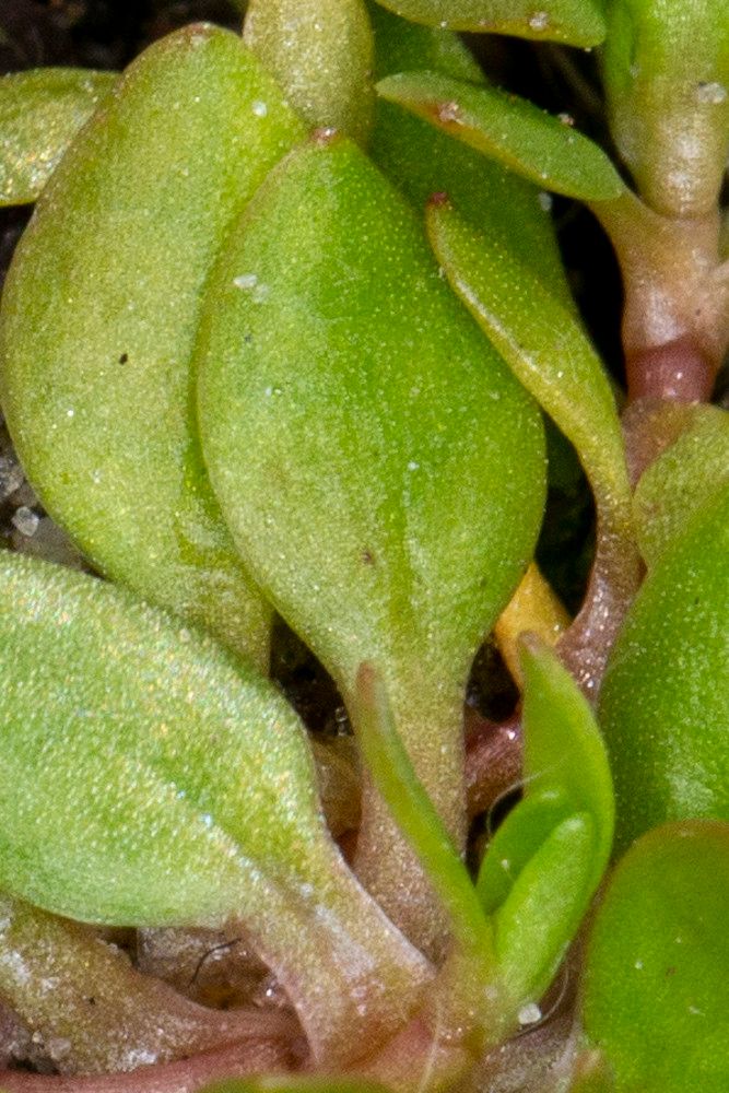 Montia arvensis leaf