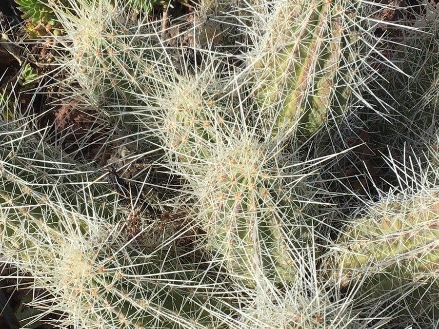 Echinocereus stramineus leaf
