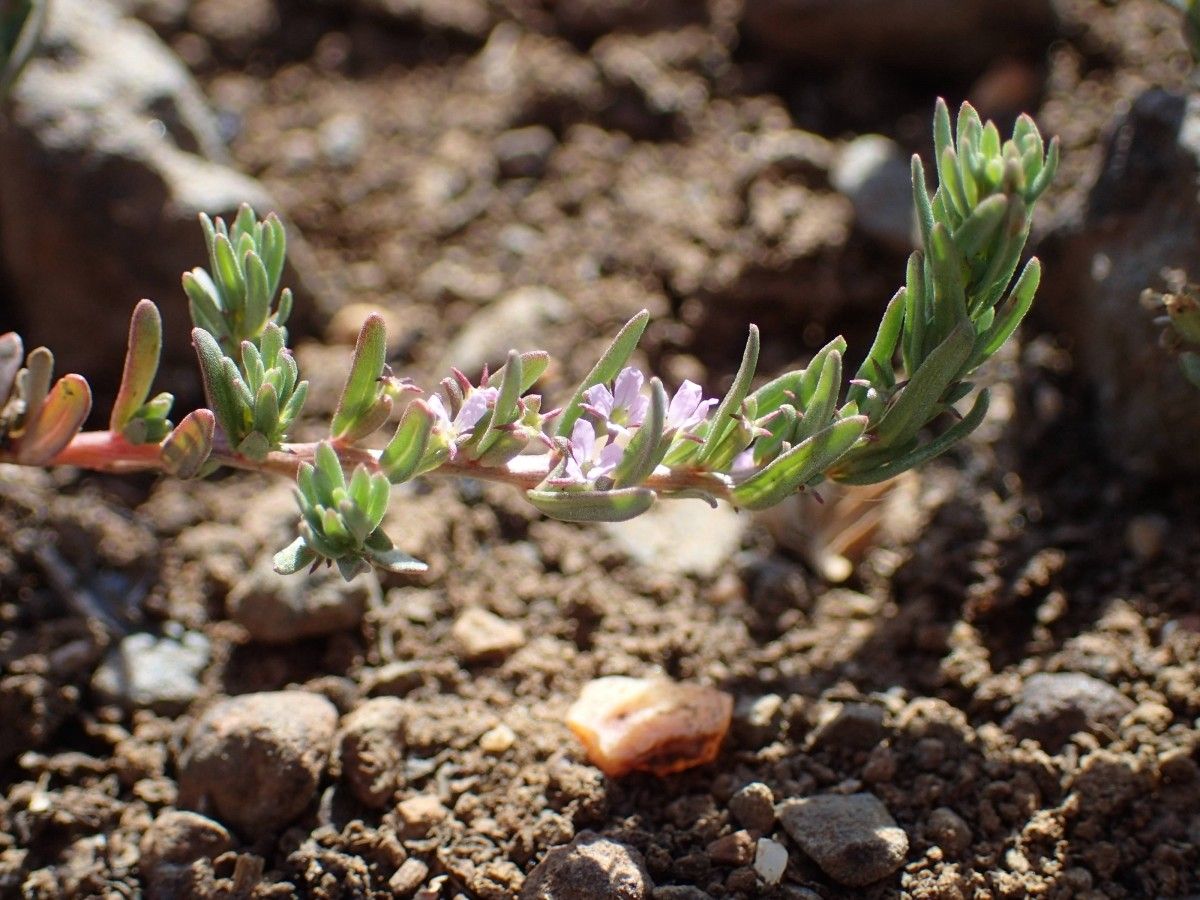 Lythrum thymifolia habit