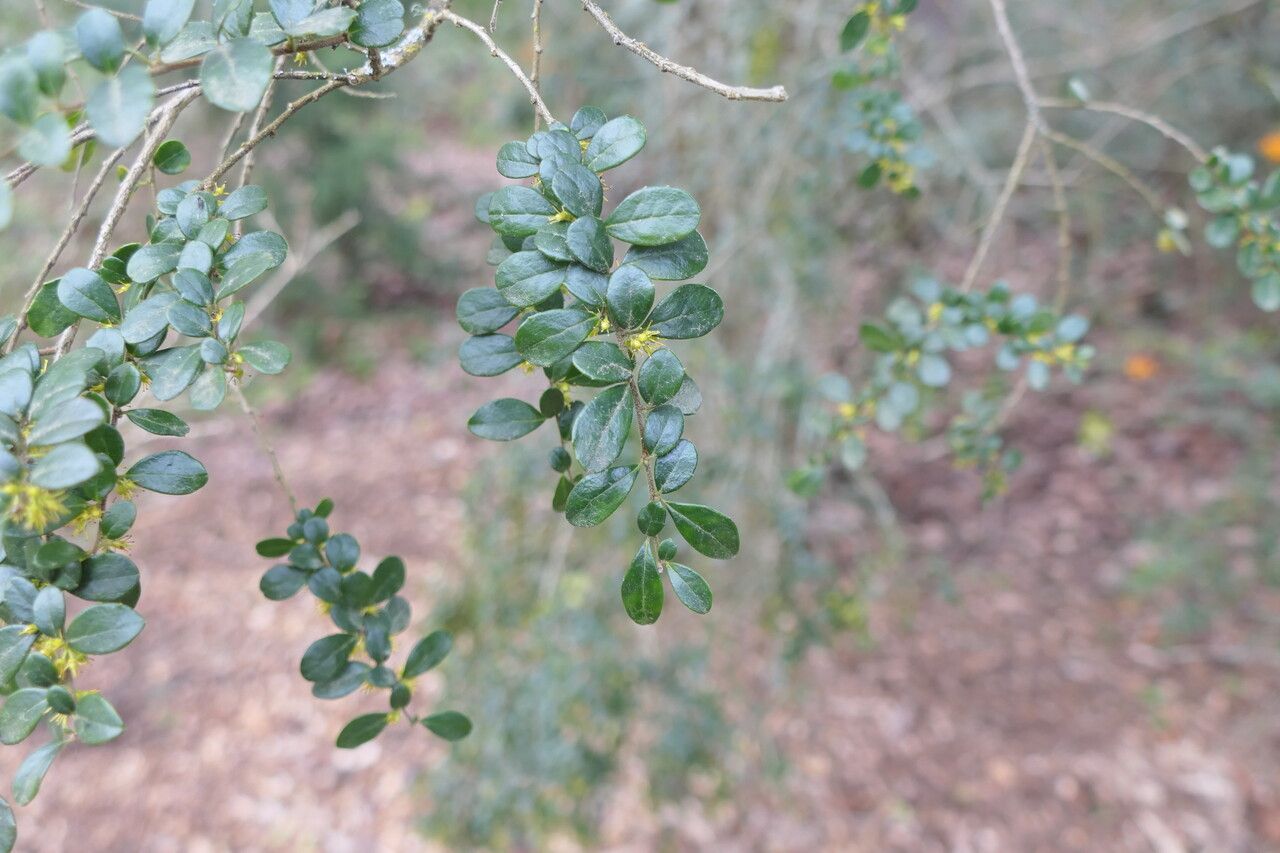 Azara microphylla — search result for 'Salicaceae'