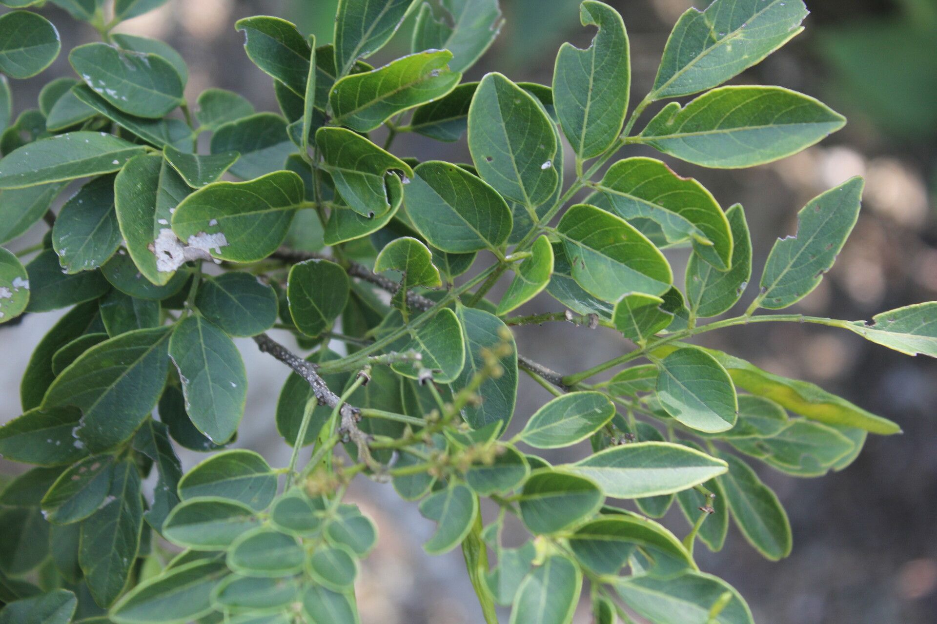 Lonchocarpus lanceolatus — houseplant care guide