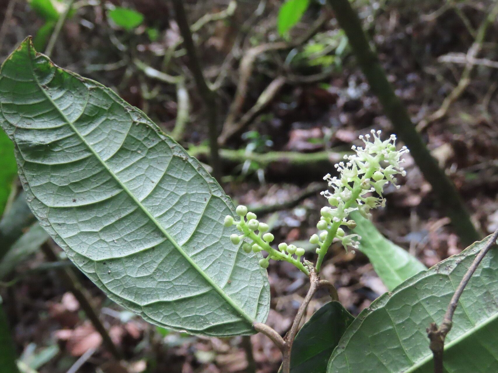 Trophis involucrata — related species from the same genus