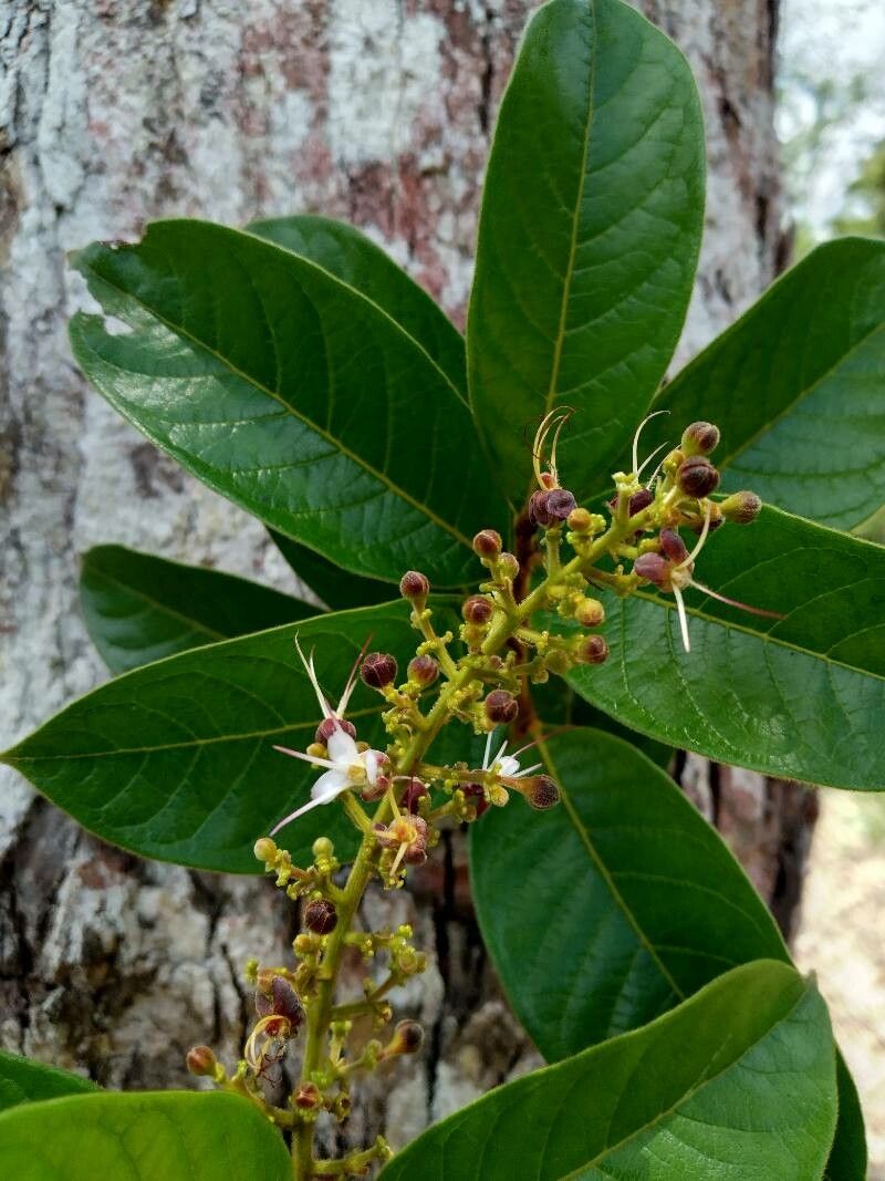 Hirtella americana flower