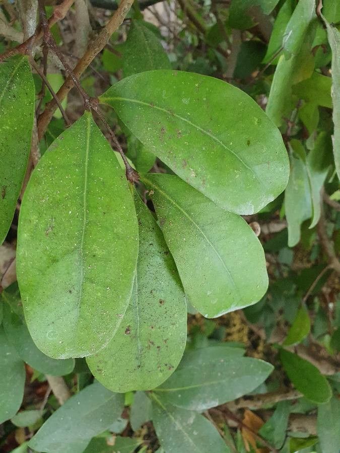 Xylocarpus granatum leaf
