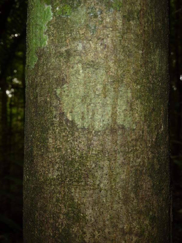 Pseudopiptadenia suaveolens — related species from the same genus