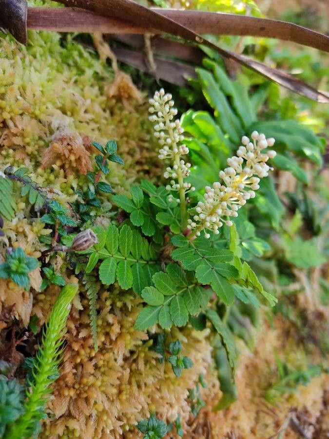 Weinmannia pinnata — search result for 'Cunoniaceae'