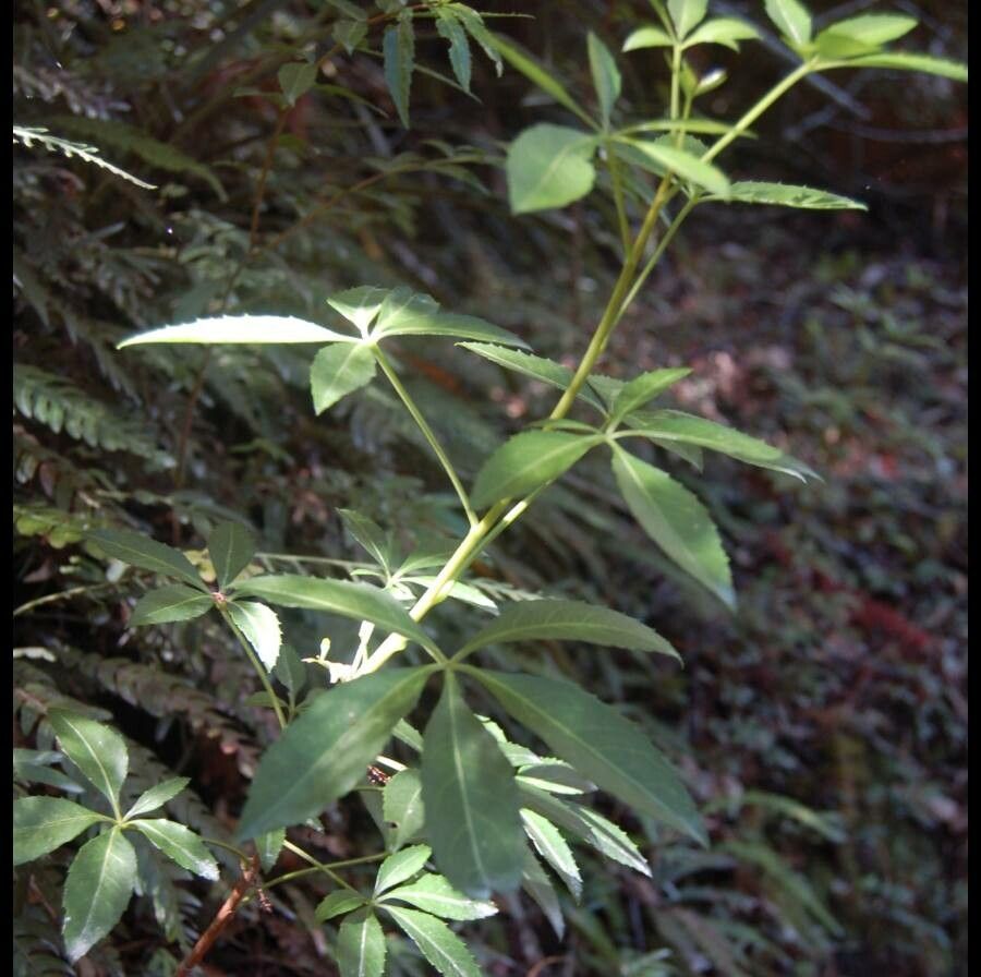 Raukaua laetevirens leaf