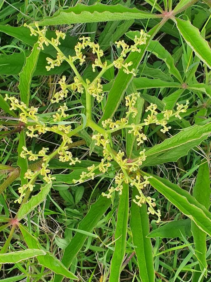 Cyphostemma serpens flower