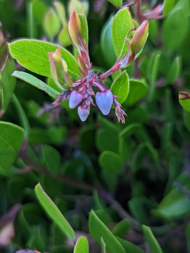 Arctostaphylos stanfordiana flower
