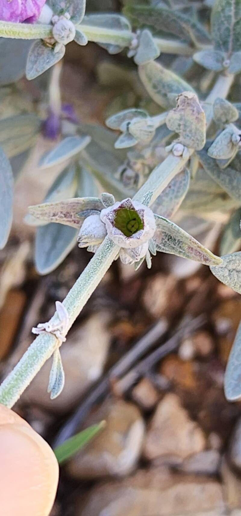 Stachys inflata fruit