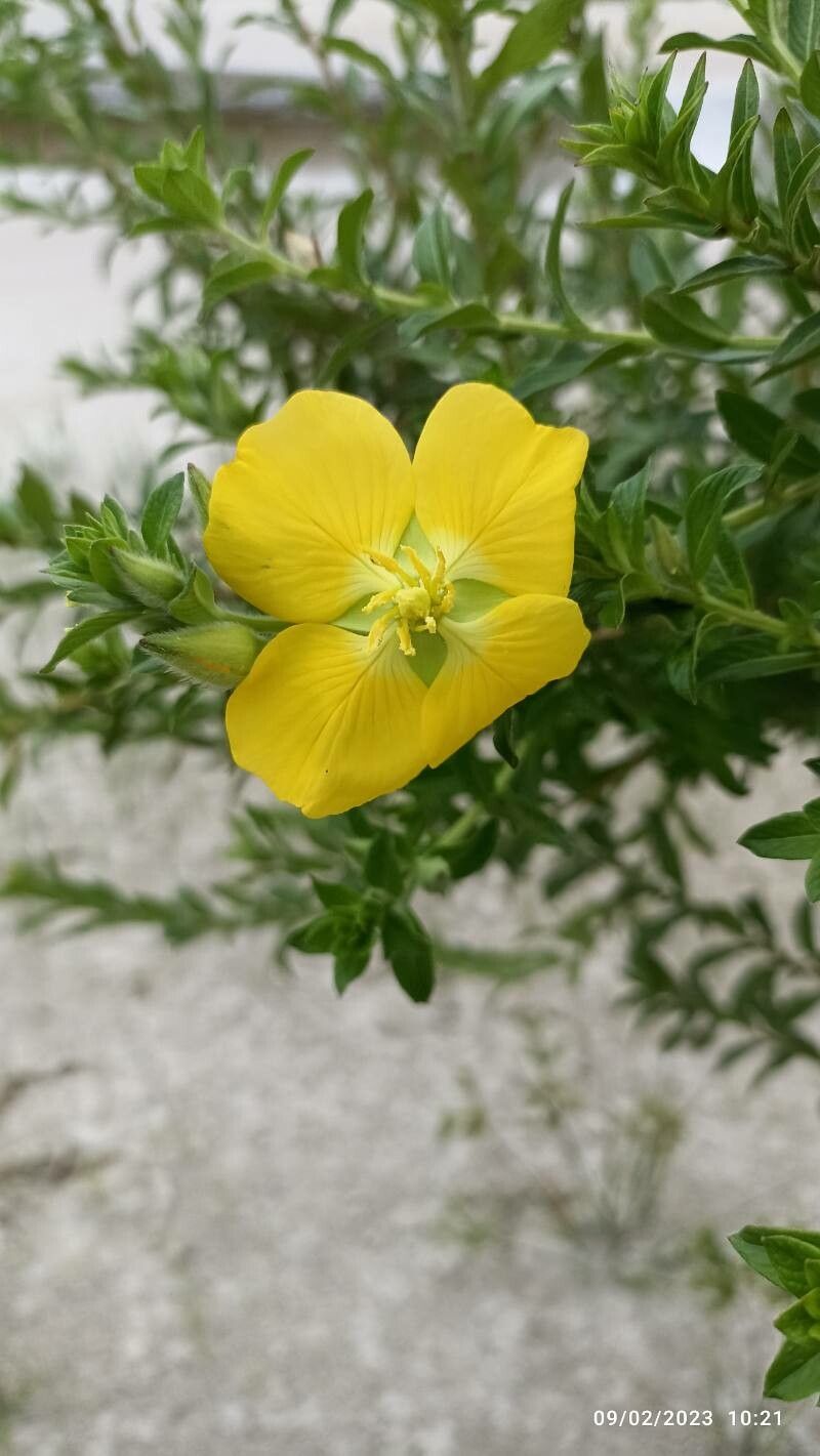 Ludwigia multinervia — search result for 'Ludwigia'