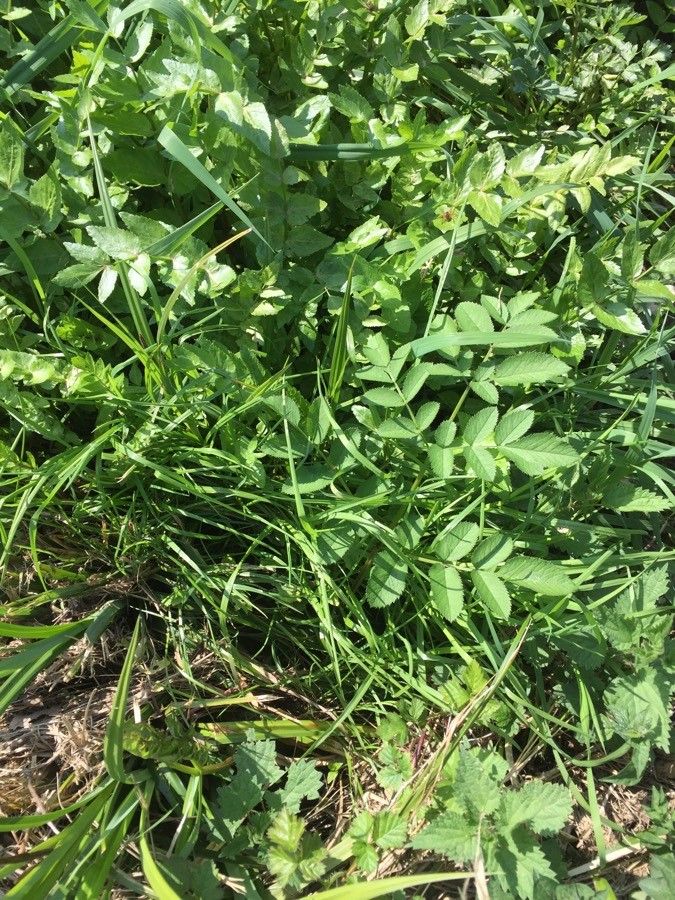 Peucedanum austriacum — related species from the same genus