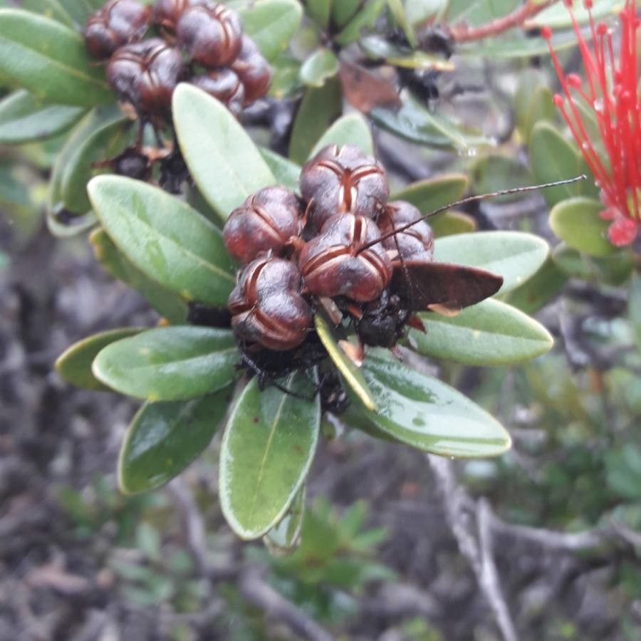Purpureostemon ciliatus fruit