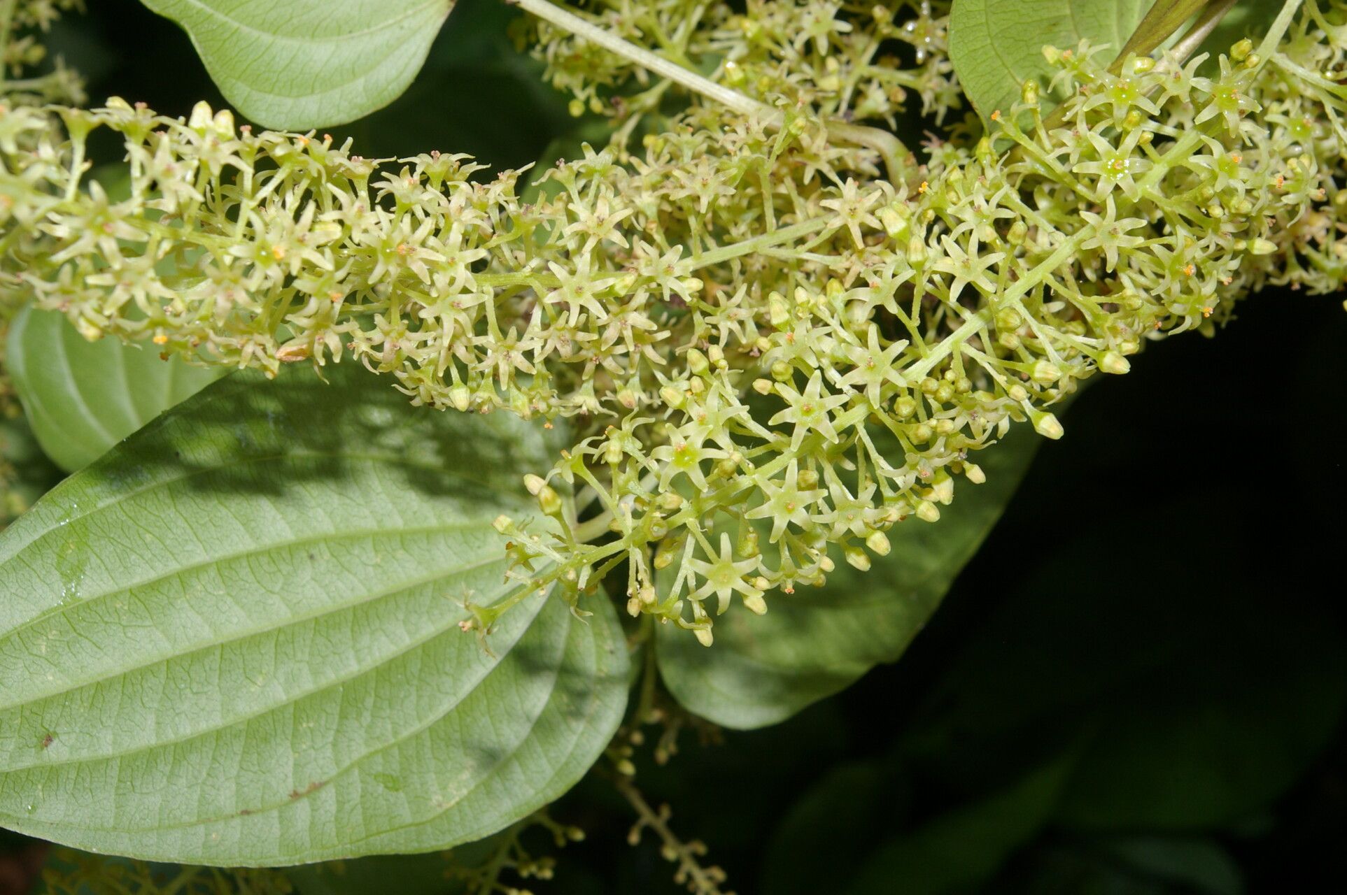Dioscorea standleyi flower