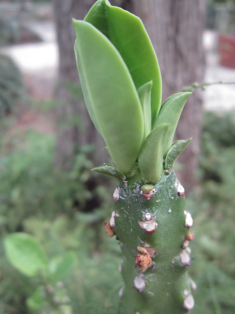 Euphorbia nivulia flower