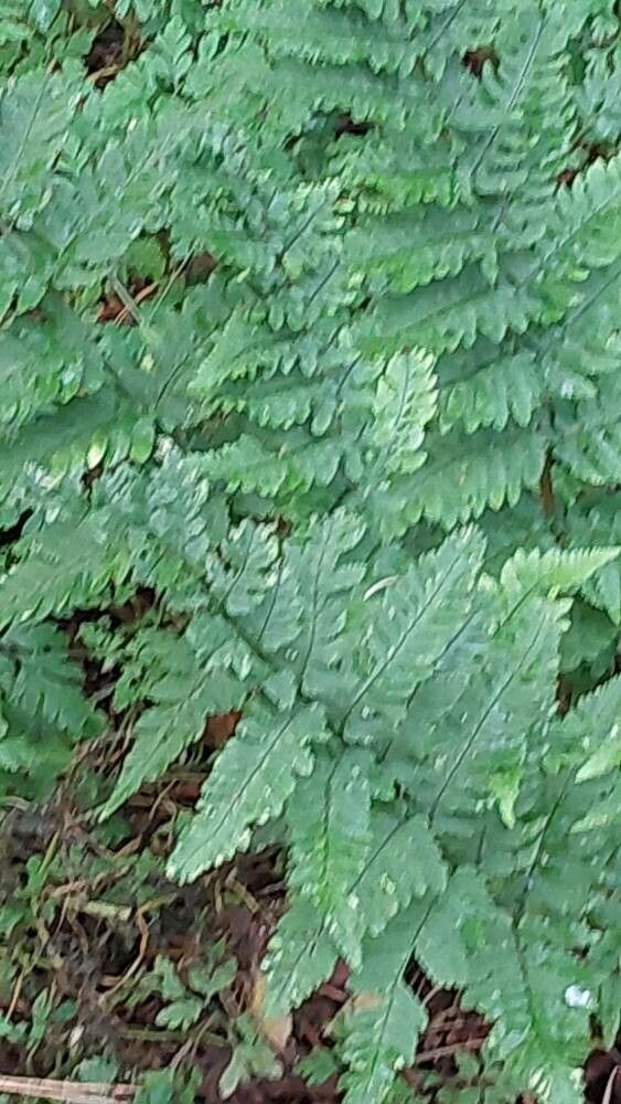Dryopteris coreano-montana — houseplant care guide