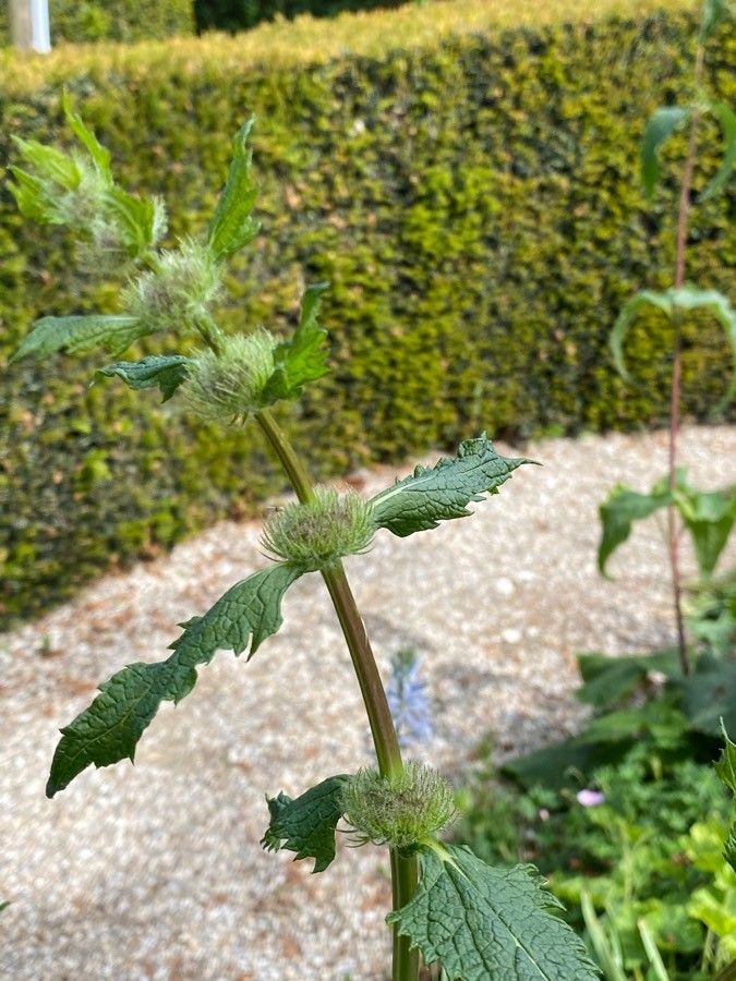 Phlomis tuberosa leaf