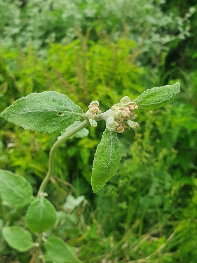 Helichrysum schimperi — search result for 'Helichrysum'