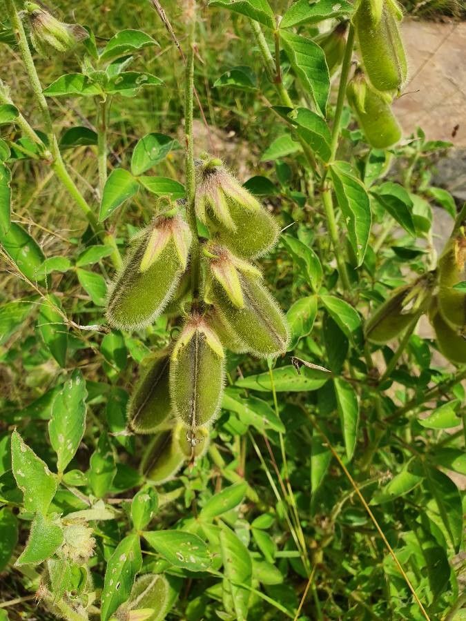 Crotalaria polysperma fruit