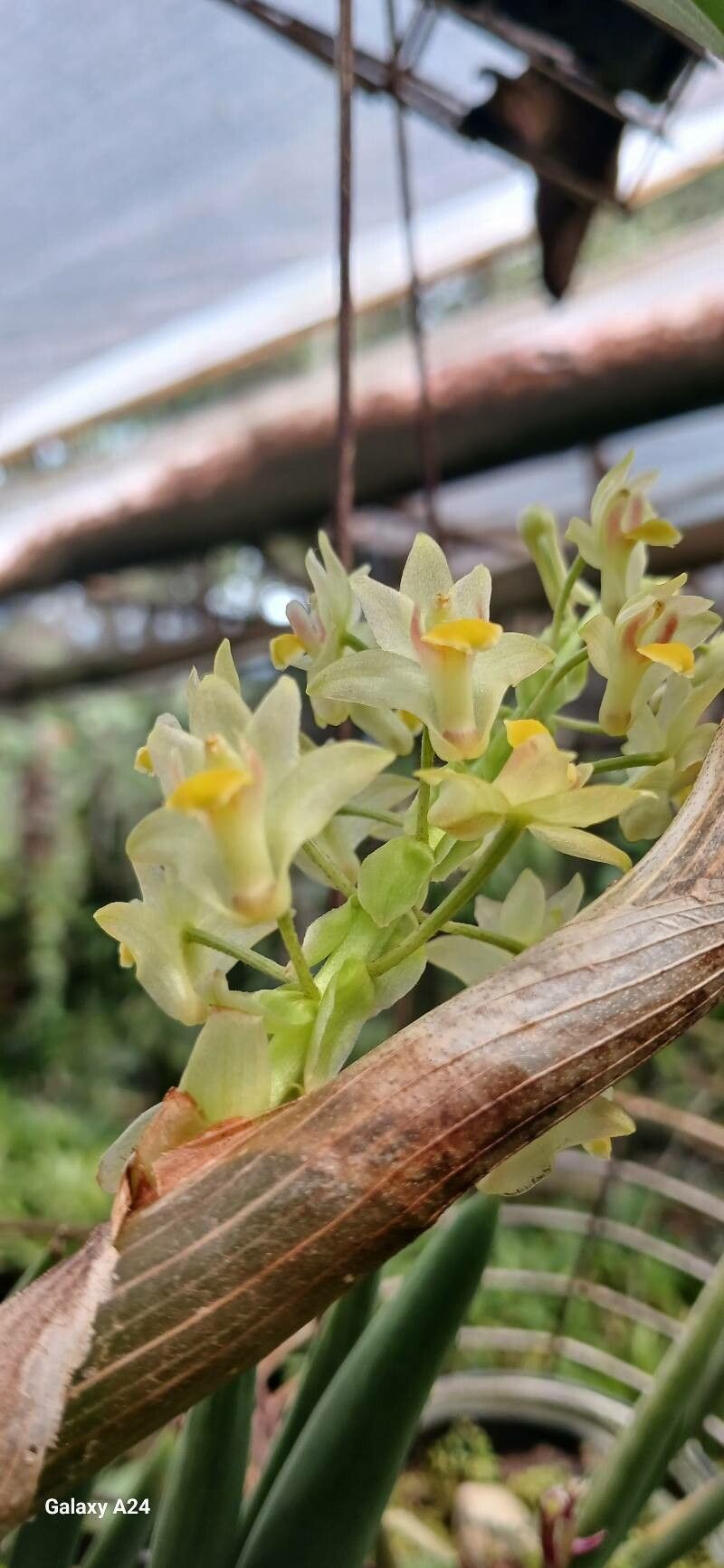 Pinalia xanthocheila flower