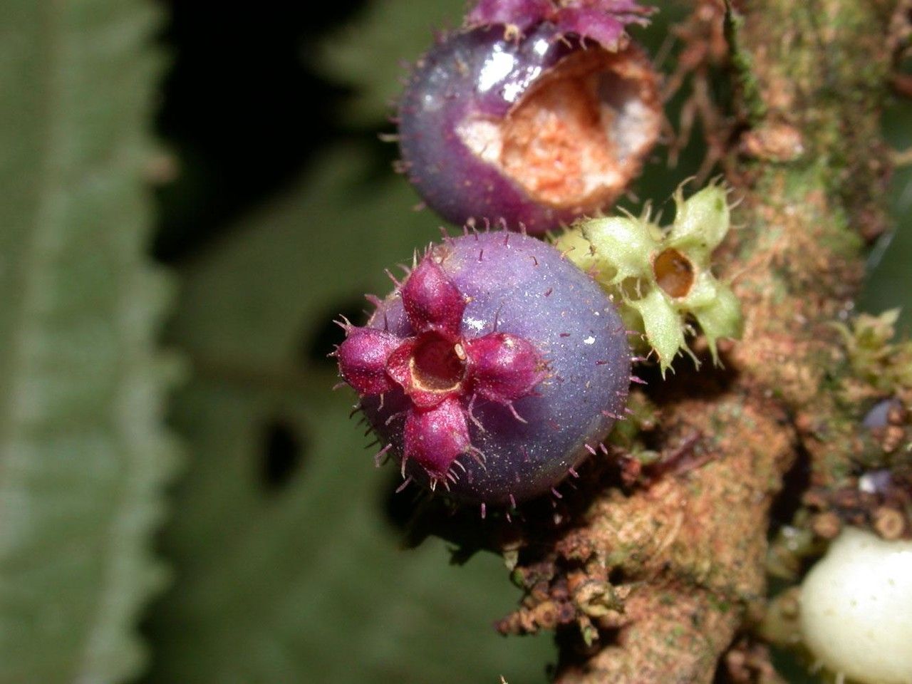 Clidemia epiphytica fruit