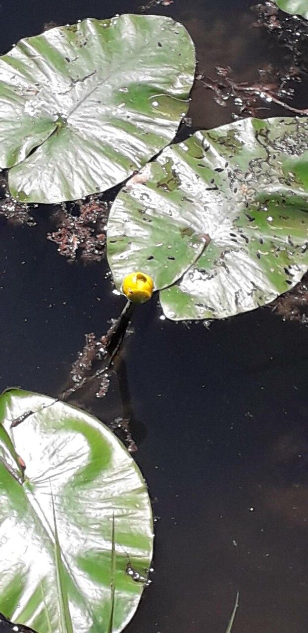 Nuphar × spenneriana — search result for 'Nuphar'