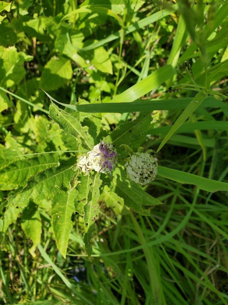 Baccharoides adoensis flower