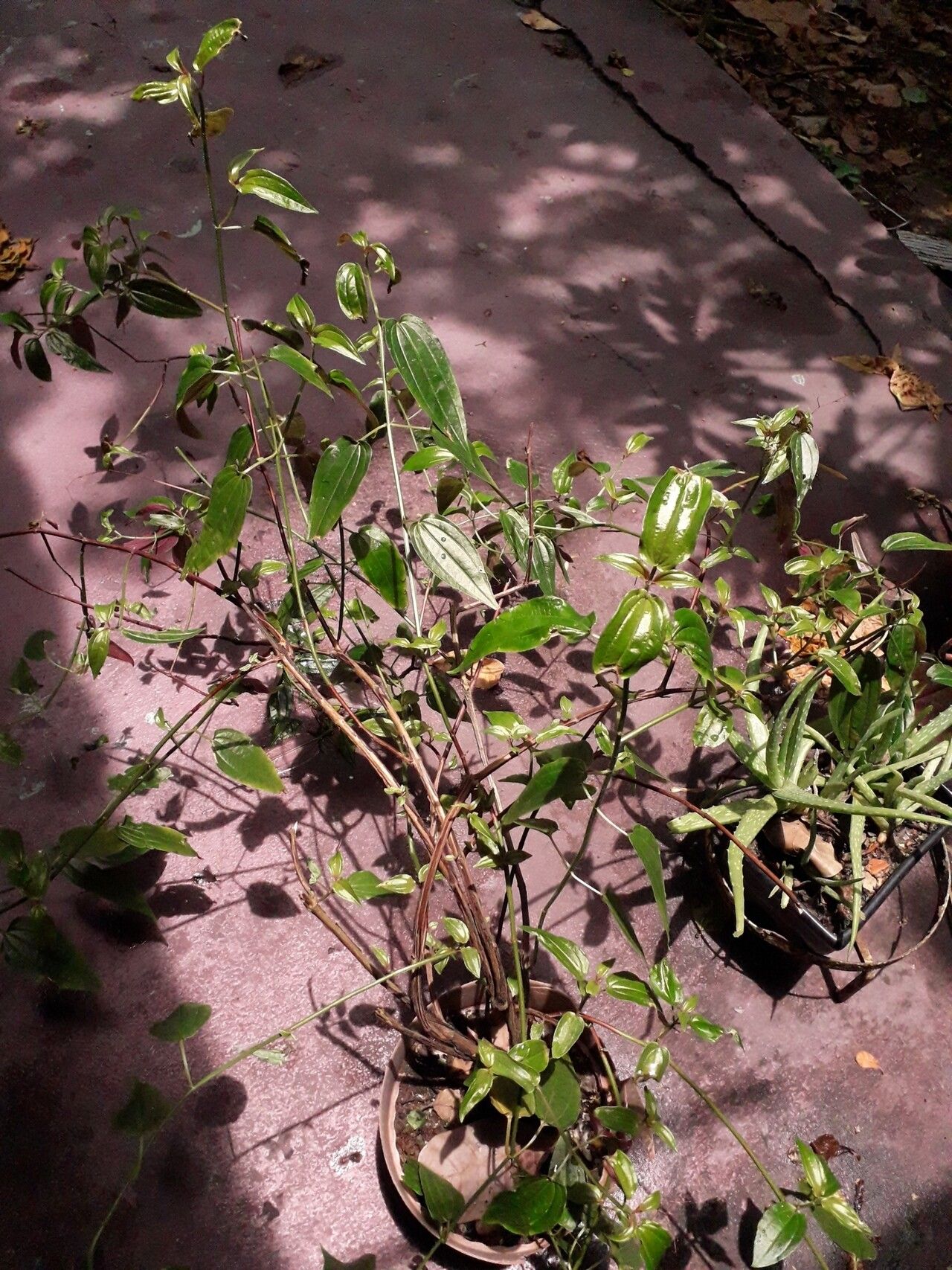 Aciotis circaeifolia habit