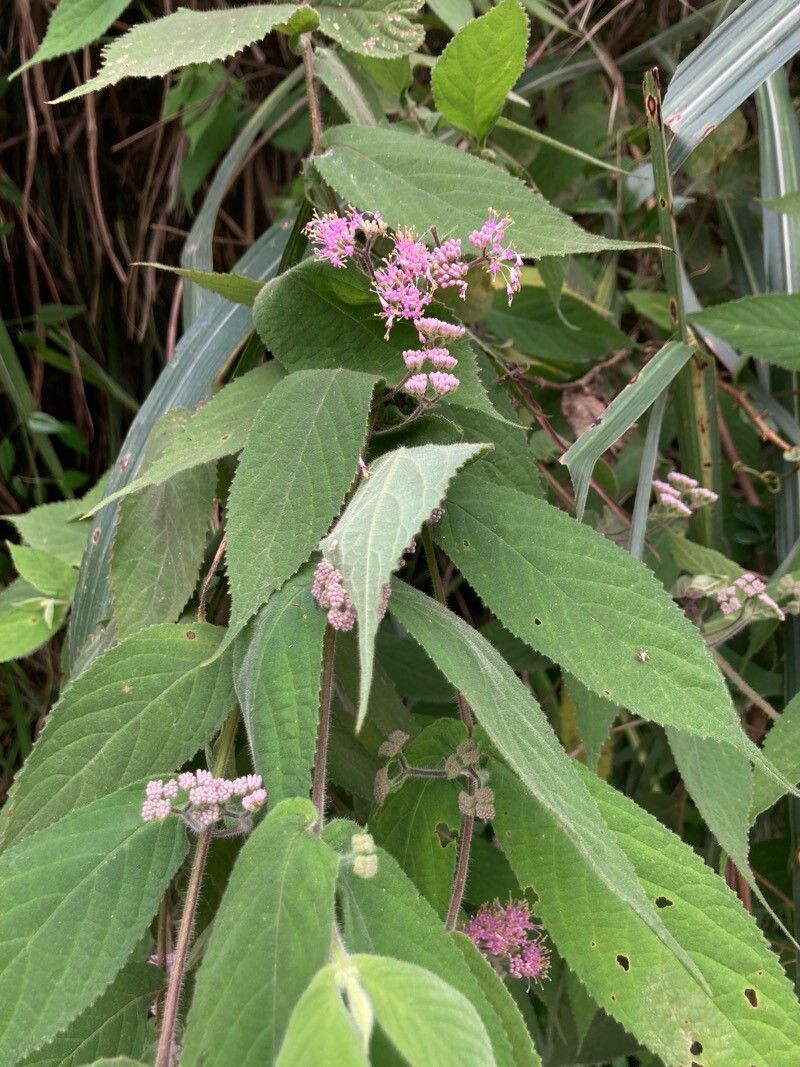 Callicarpa pedunculata — search result for 'Callicarpa'