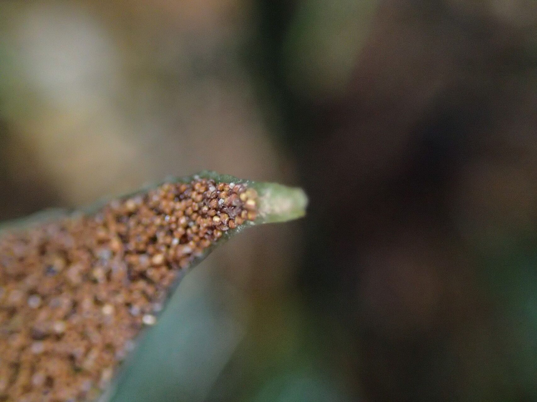 Lomariopsis rossii — houseplant care guide