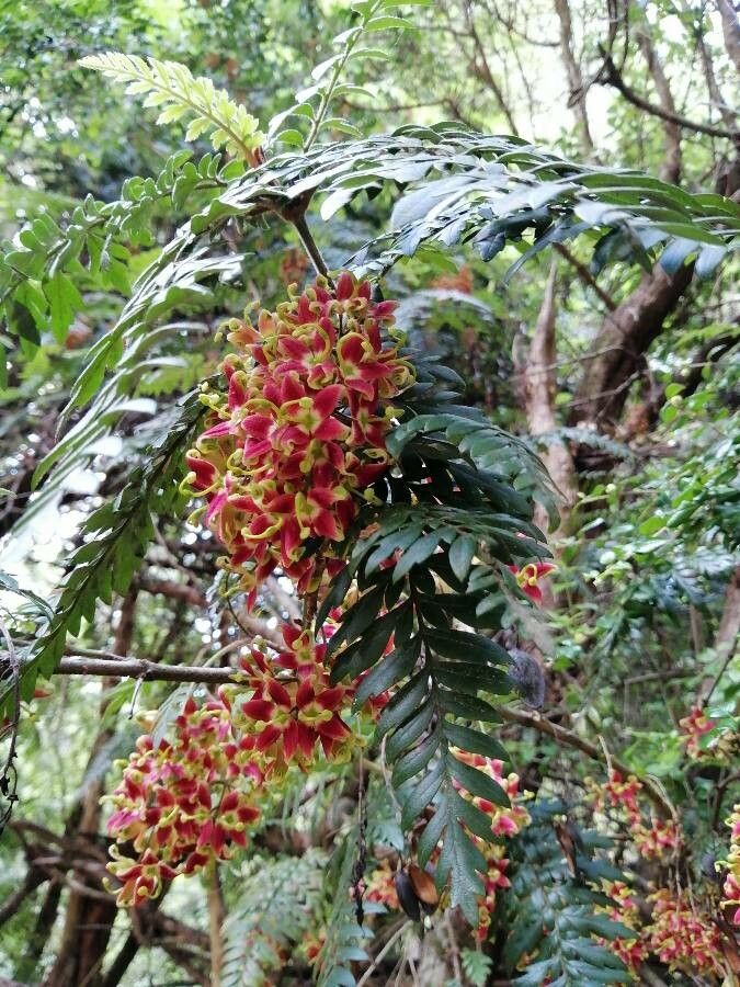 Lomatia ferruginea flower