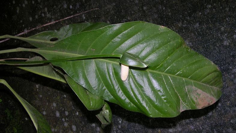 Anthurium bradeanum leaf