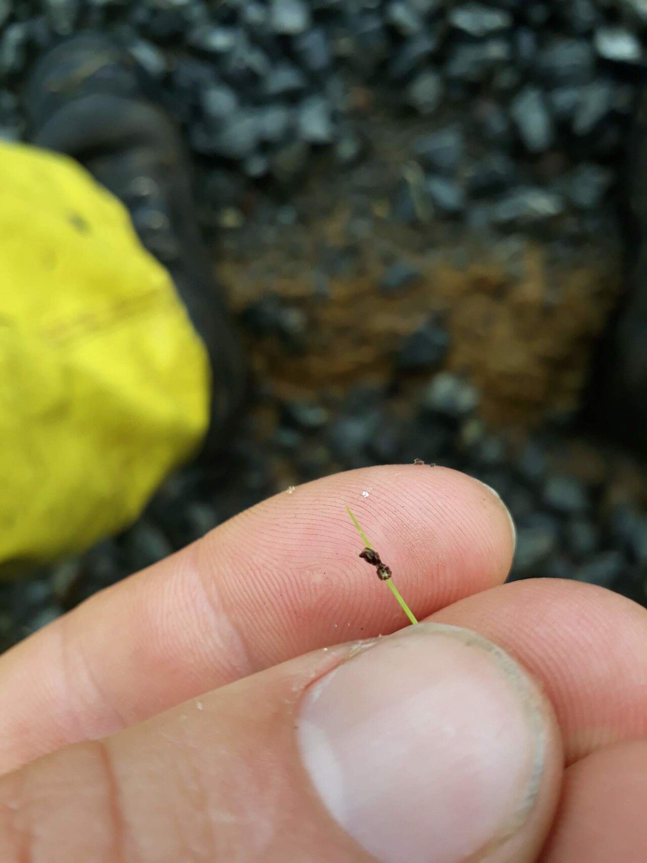 Isolepis sepulcralis fruit
