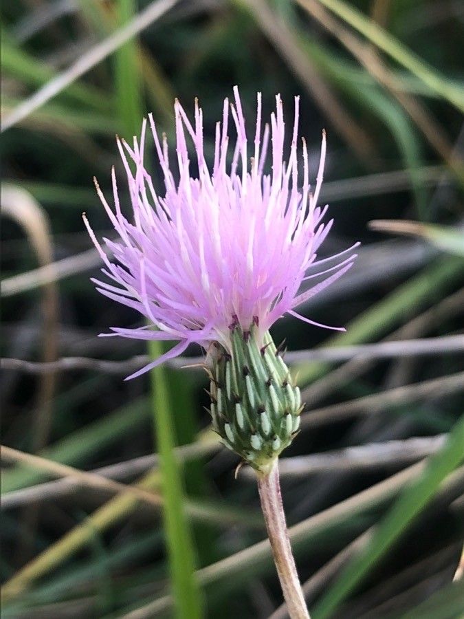 Cirsium pyrenaicum flower