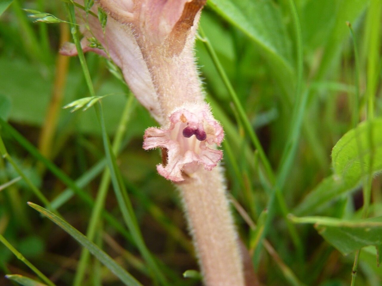 Orobanche caryophyllacea flower