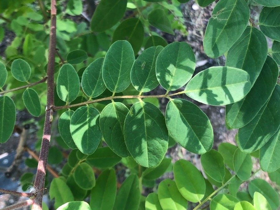 Amorpha californica — related species from the same genus