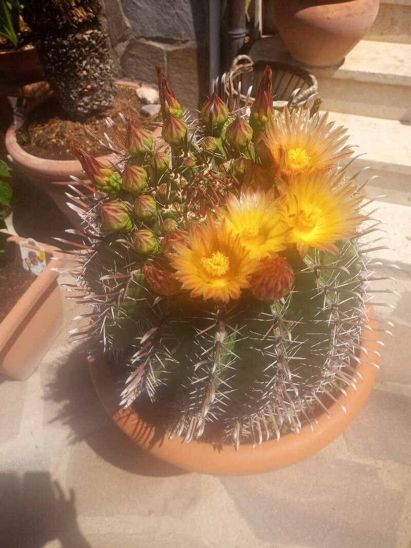 Ferocactus herrerae flower