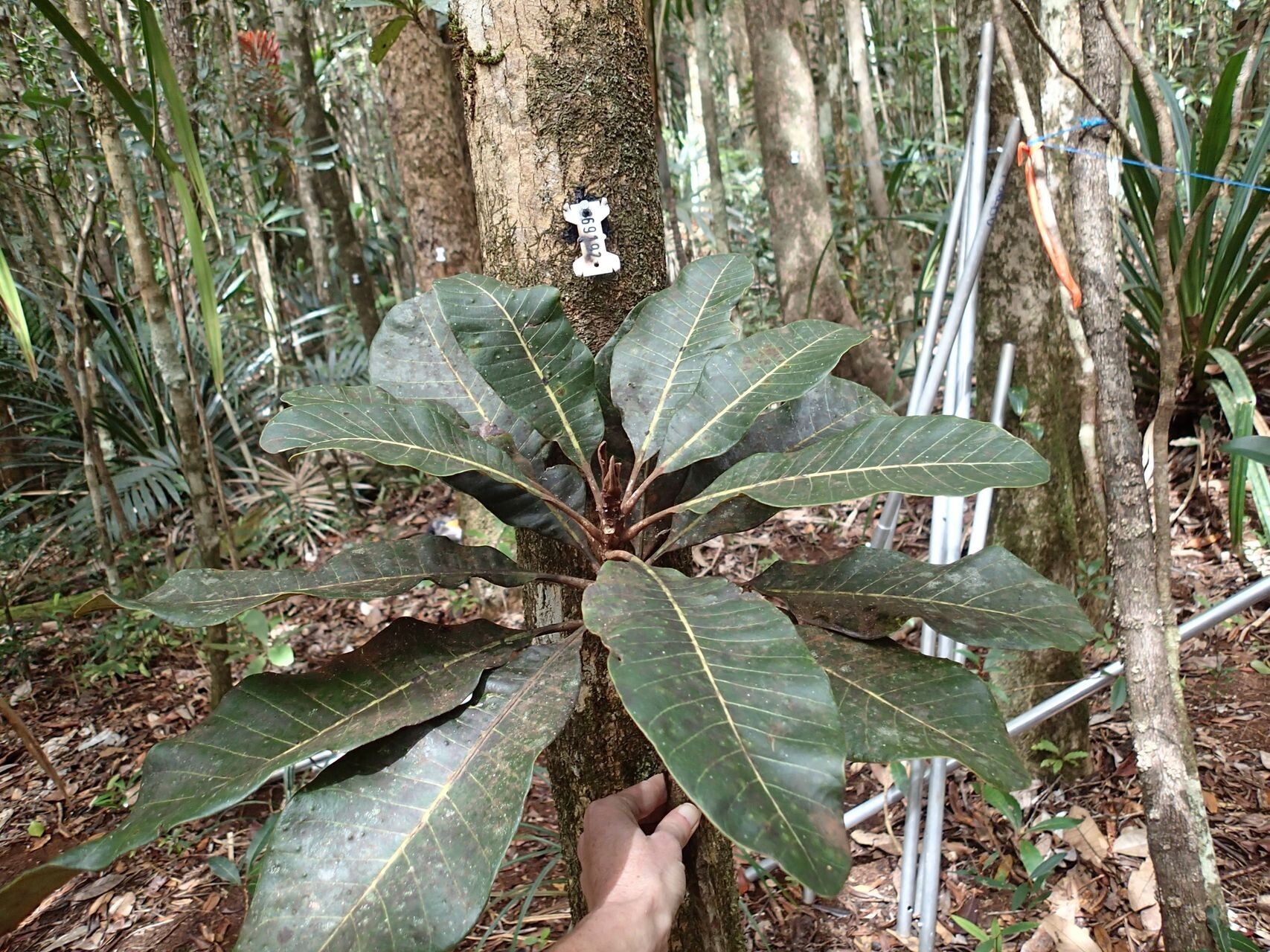 Semecarpus neocaledonicus — houseplant care guide