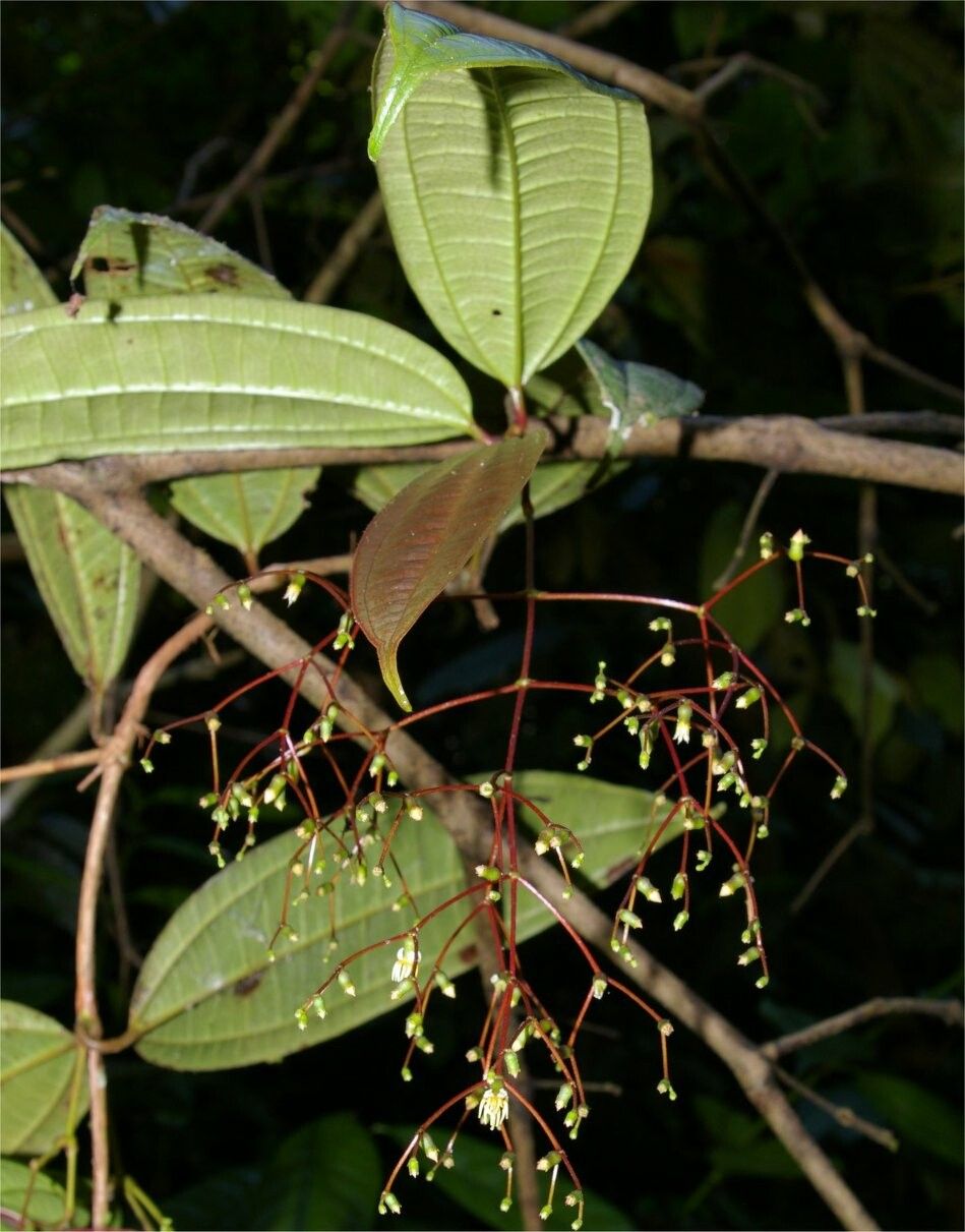 Miconia candelabrum habit